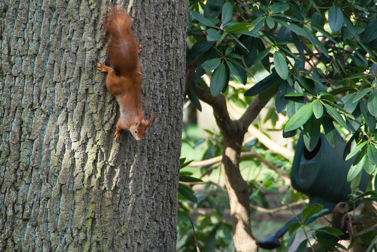 squirrel  tree  nature free photo