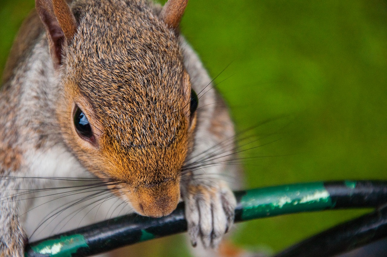 squirrel  close up  park free photo