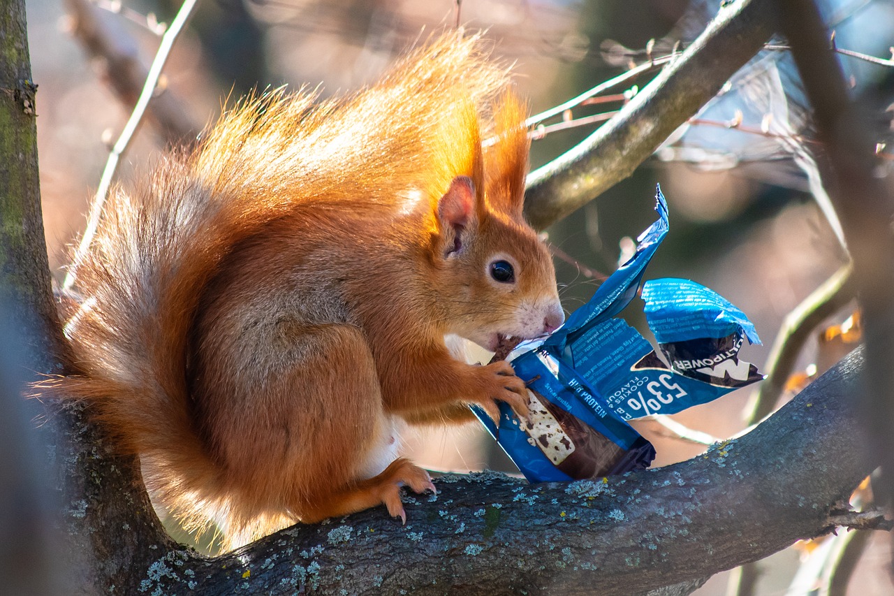 squirrel  chocolate  sugar free photo