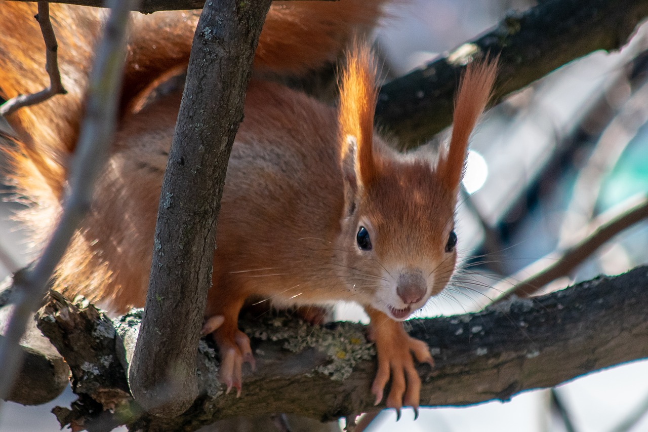 squirrel  animals  surprised free photo
