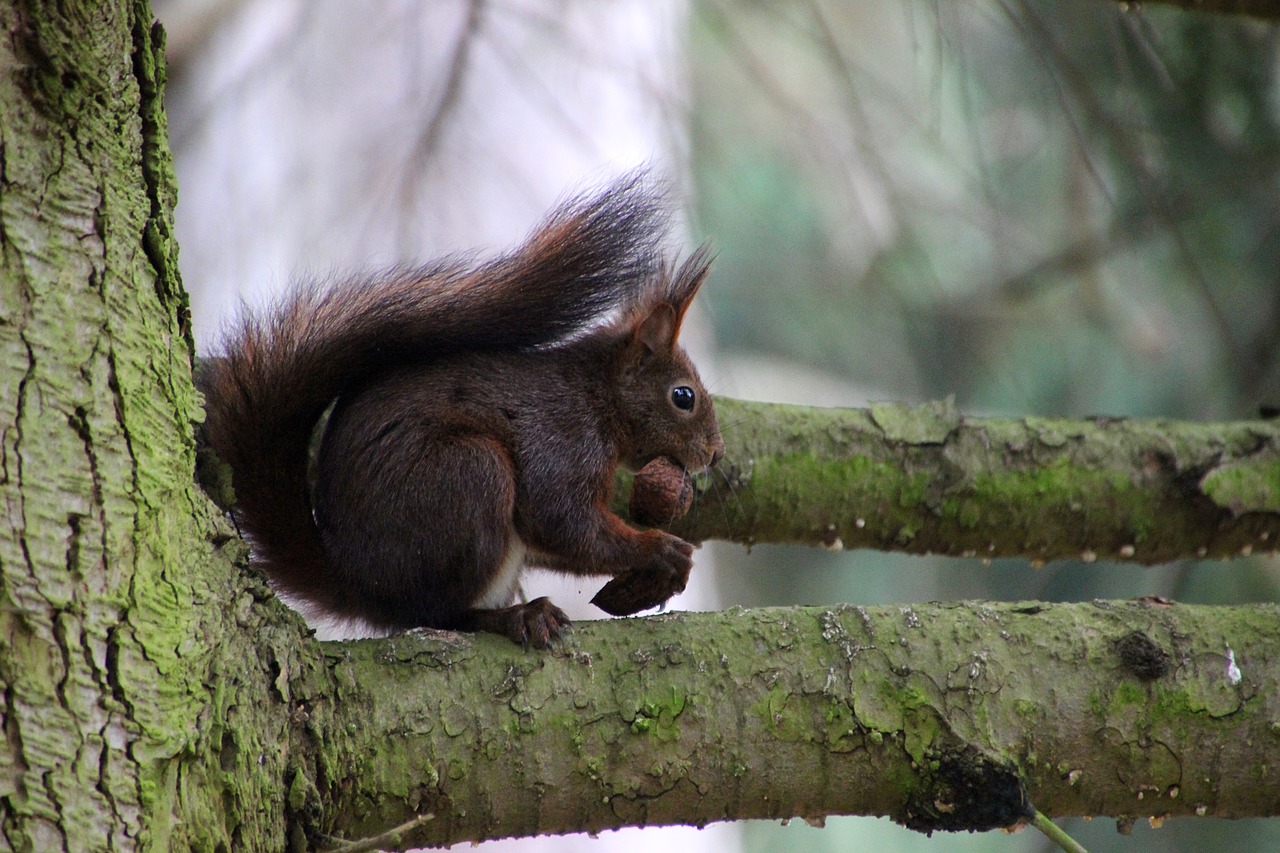 squirrel  forest  nut free photo