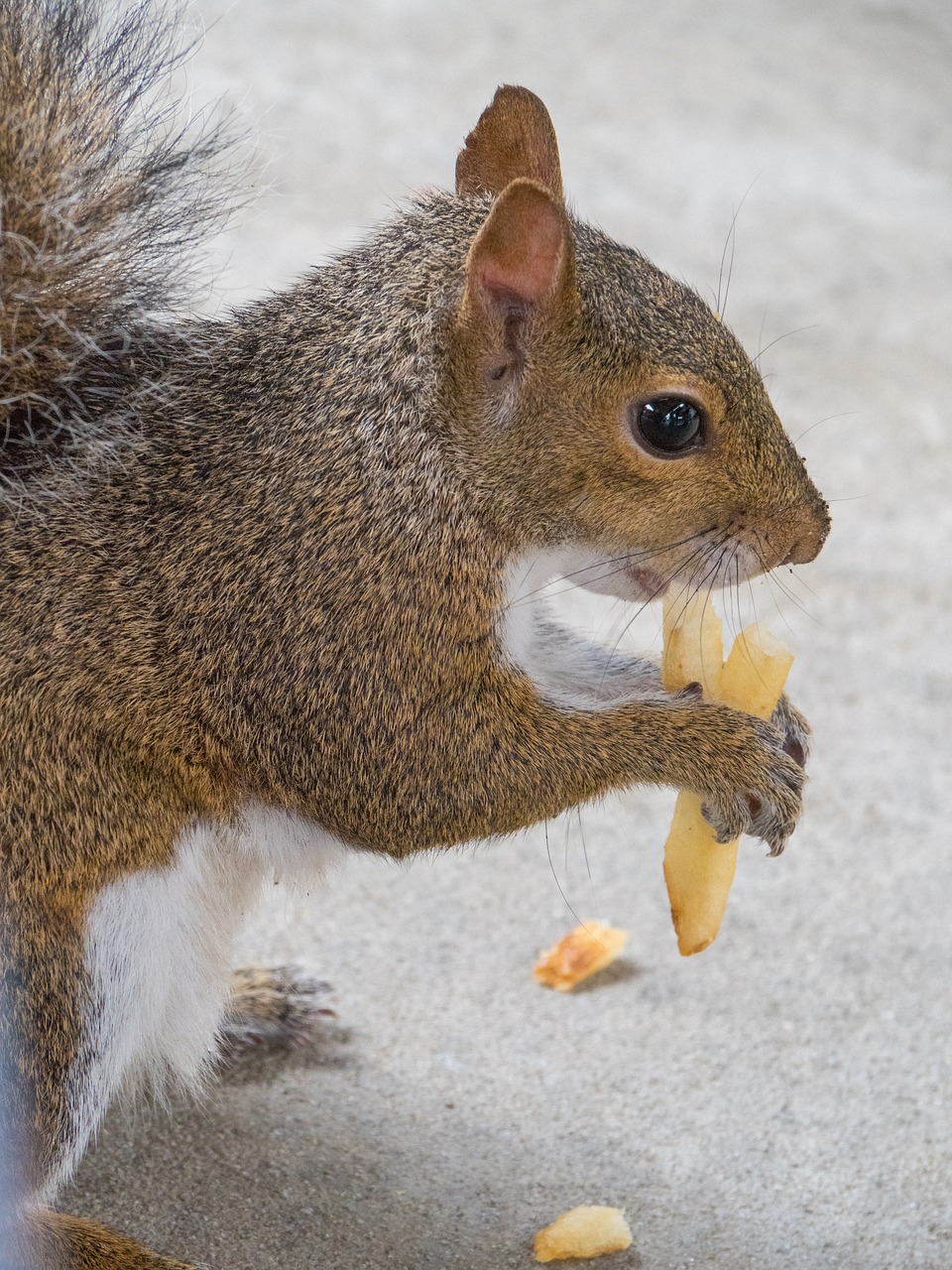 squirrel  animal  eating free photo