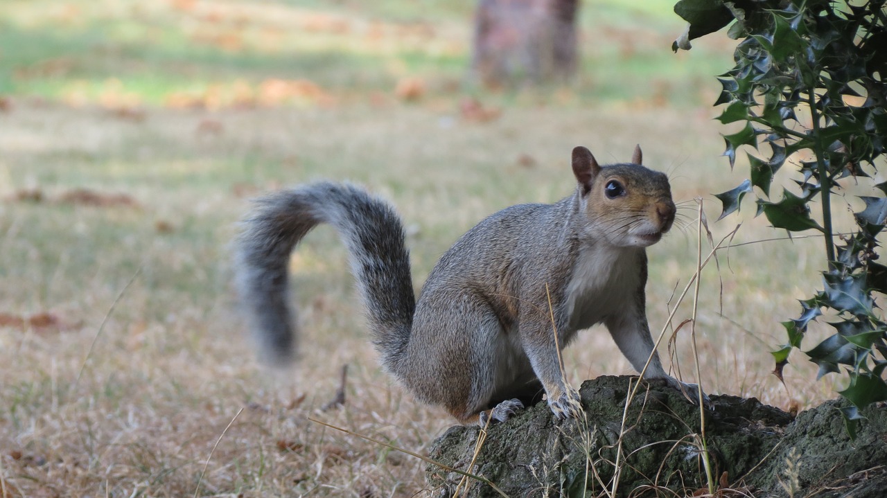 squirrel  forest  animal free photo