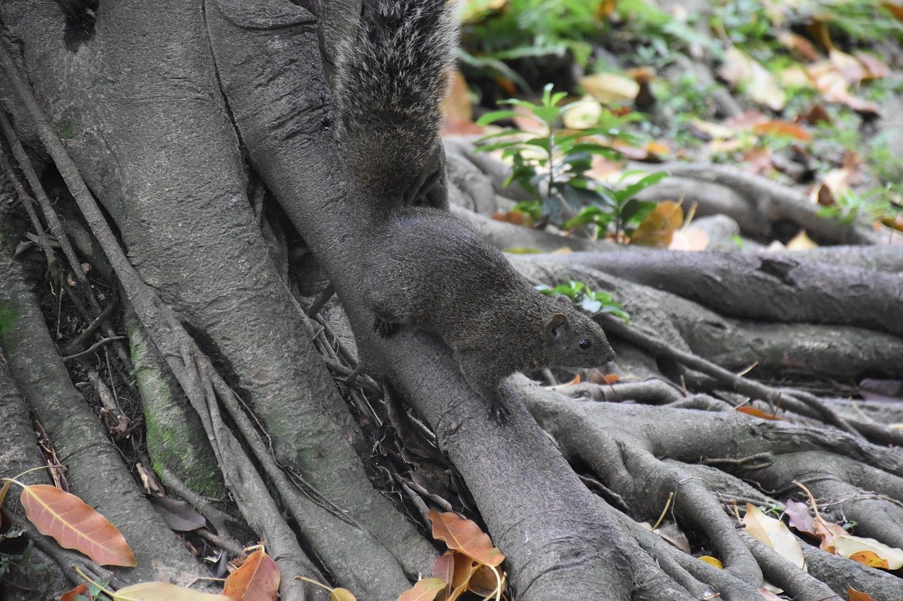 squirrel  nature  animal free photo