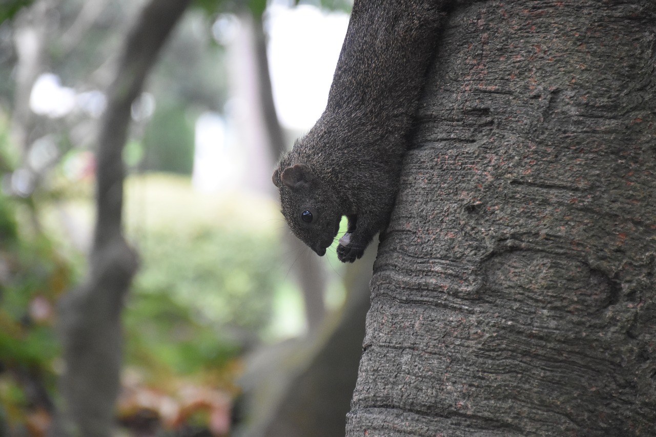 squirrel  nature  animal free photo