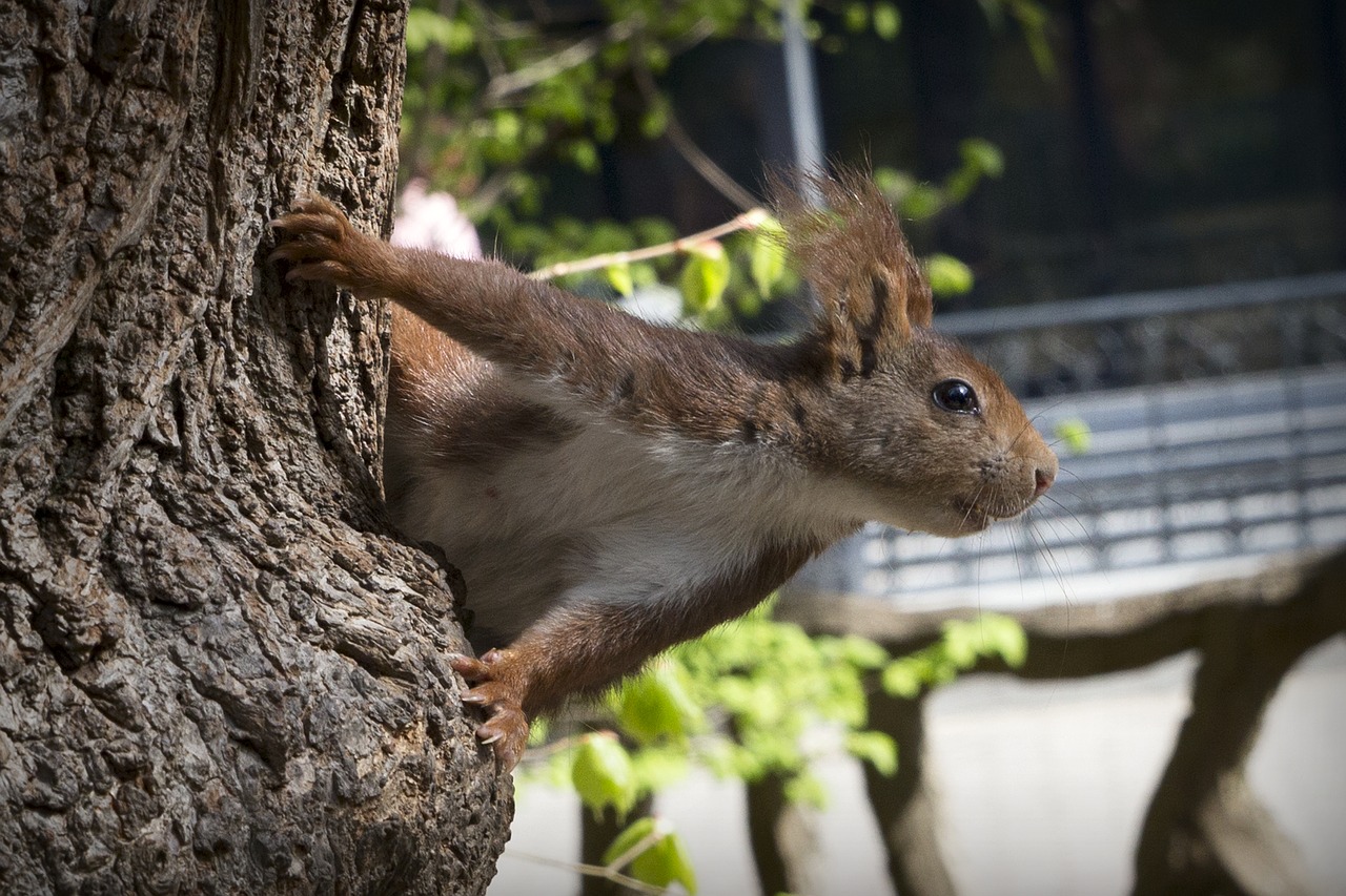 squirrel  fauna  nature free photo