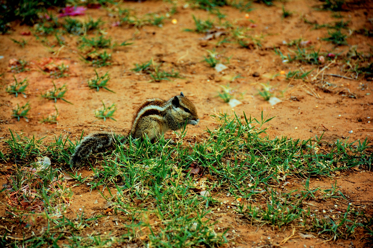 squirrel  animal  cute free photo