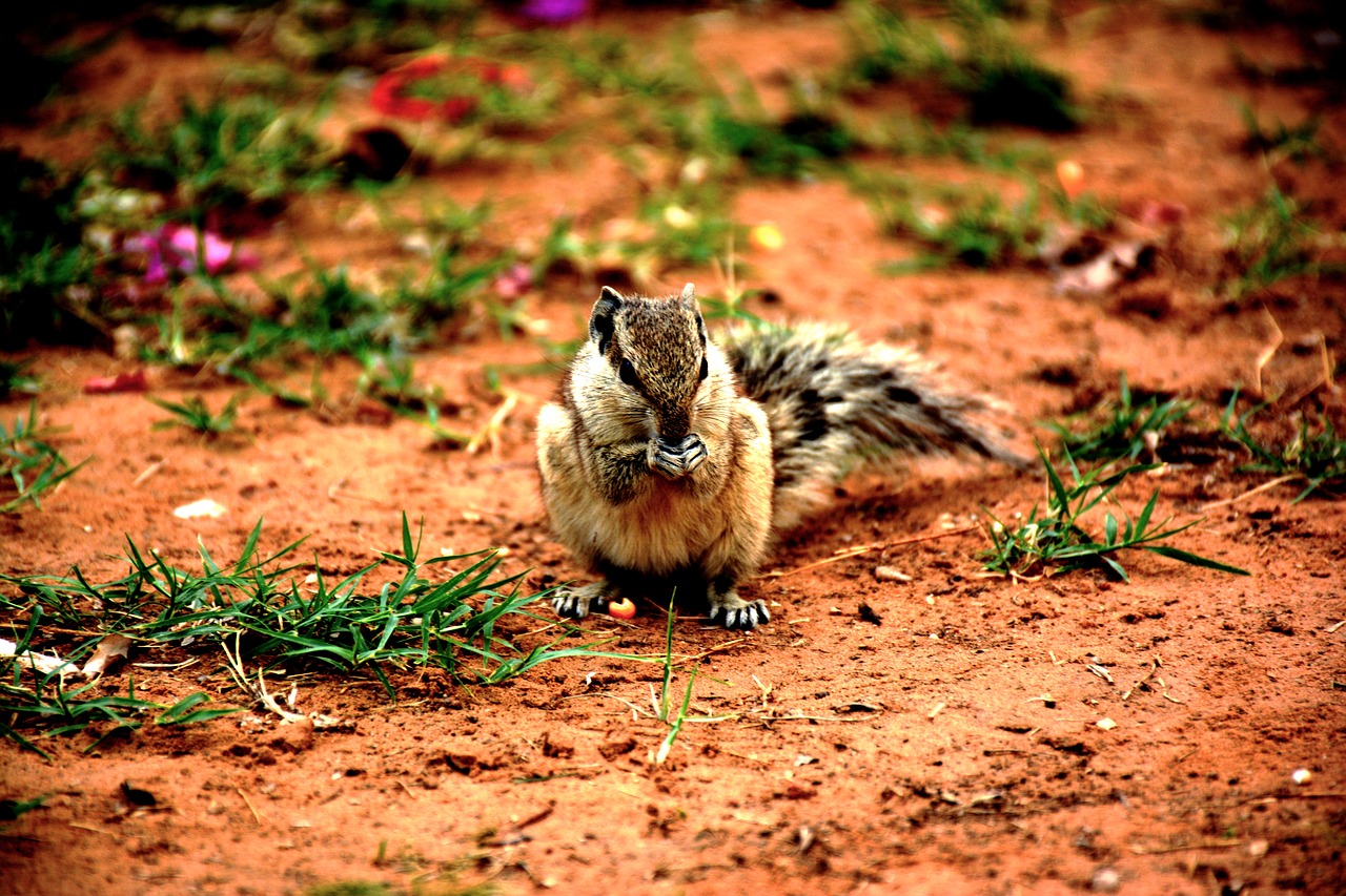 squirrel  cute  small free photo