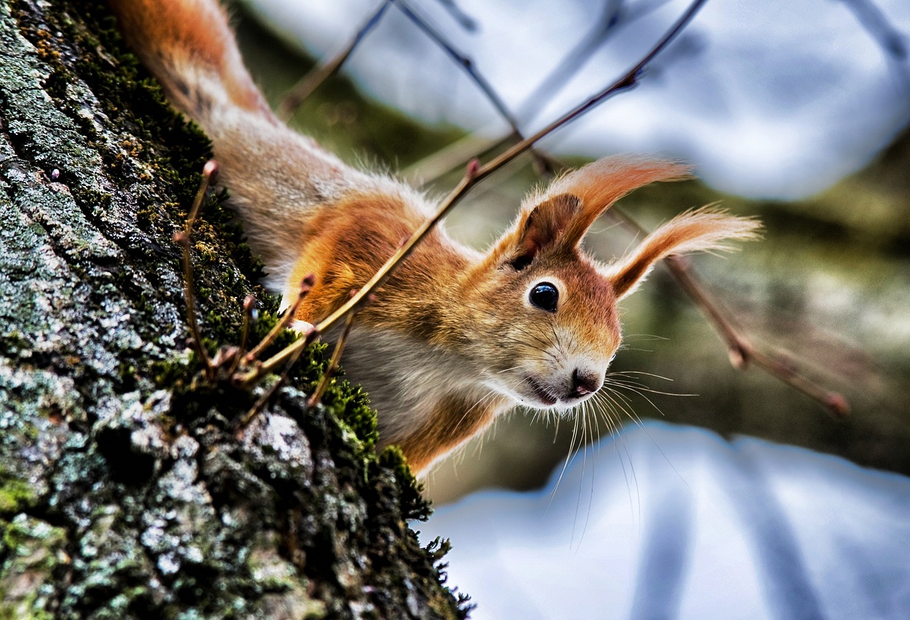 squirrel  spring  rodent free photo