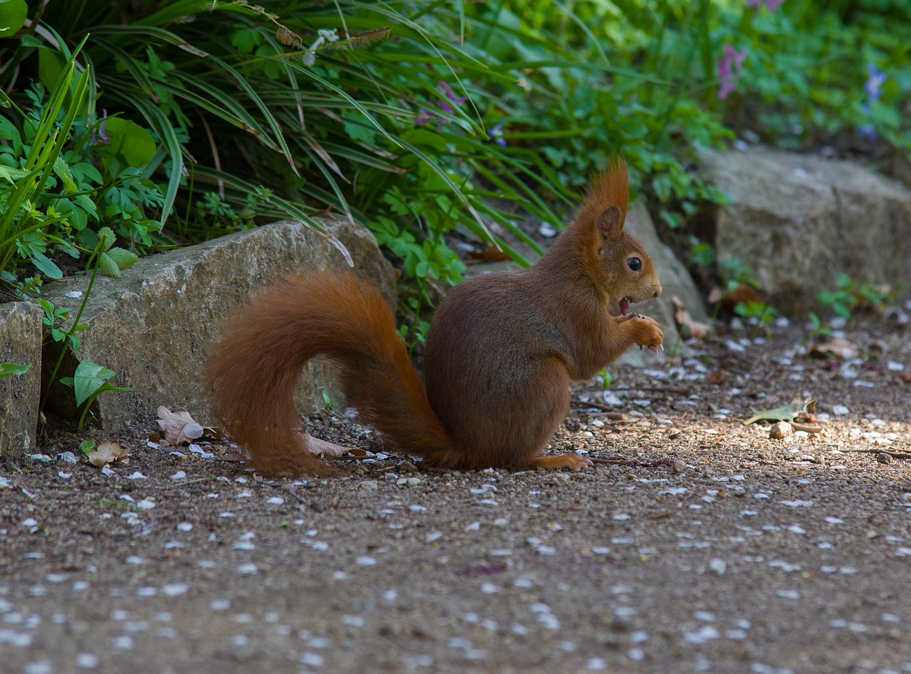 squirrel  rodent  sweet free photo