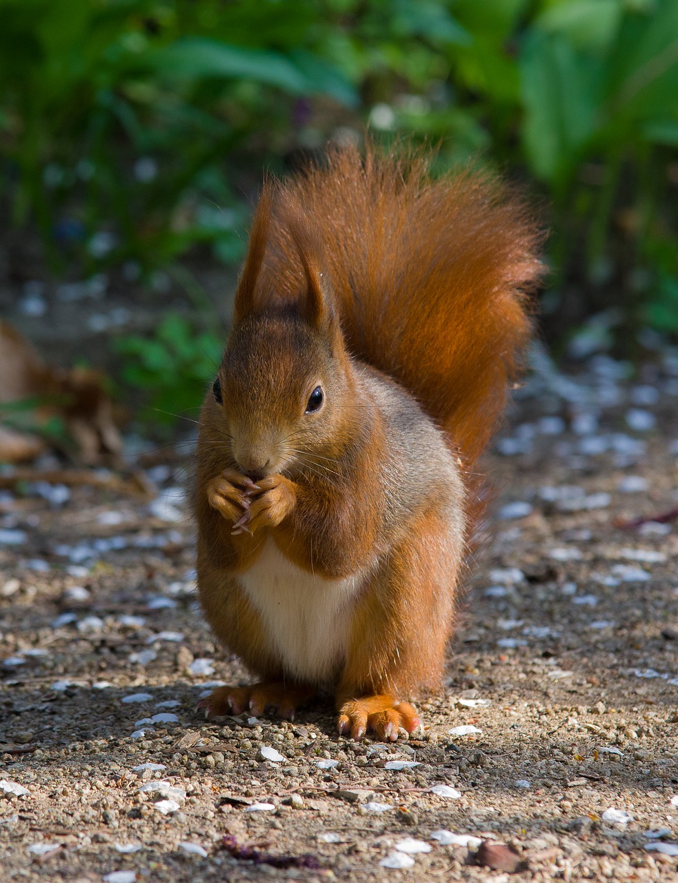 squirrel  rodent  sweet free photo