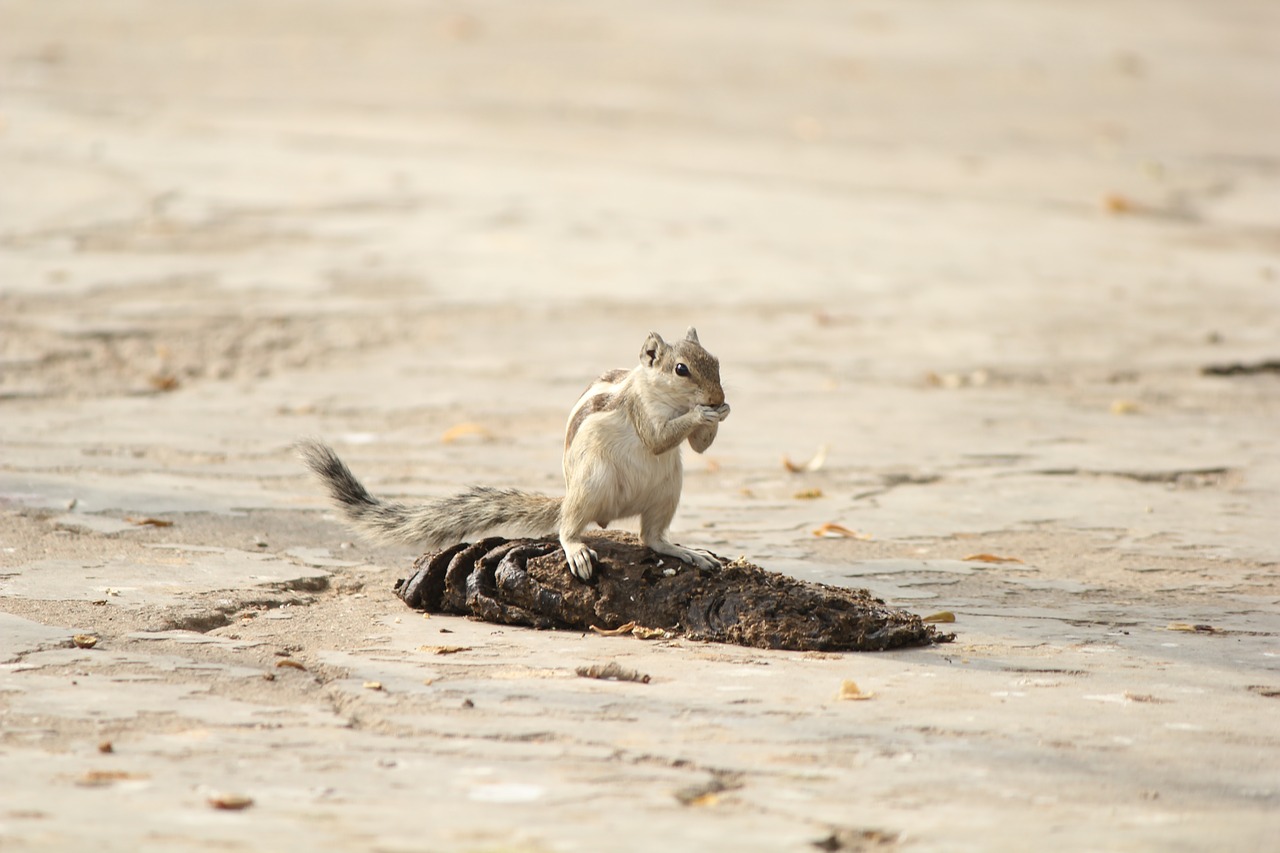 squirrel  animal  nature free photo