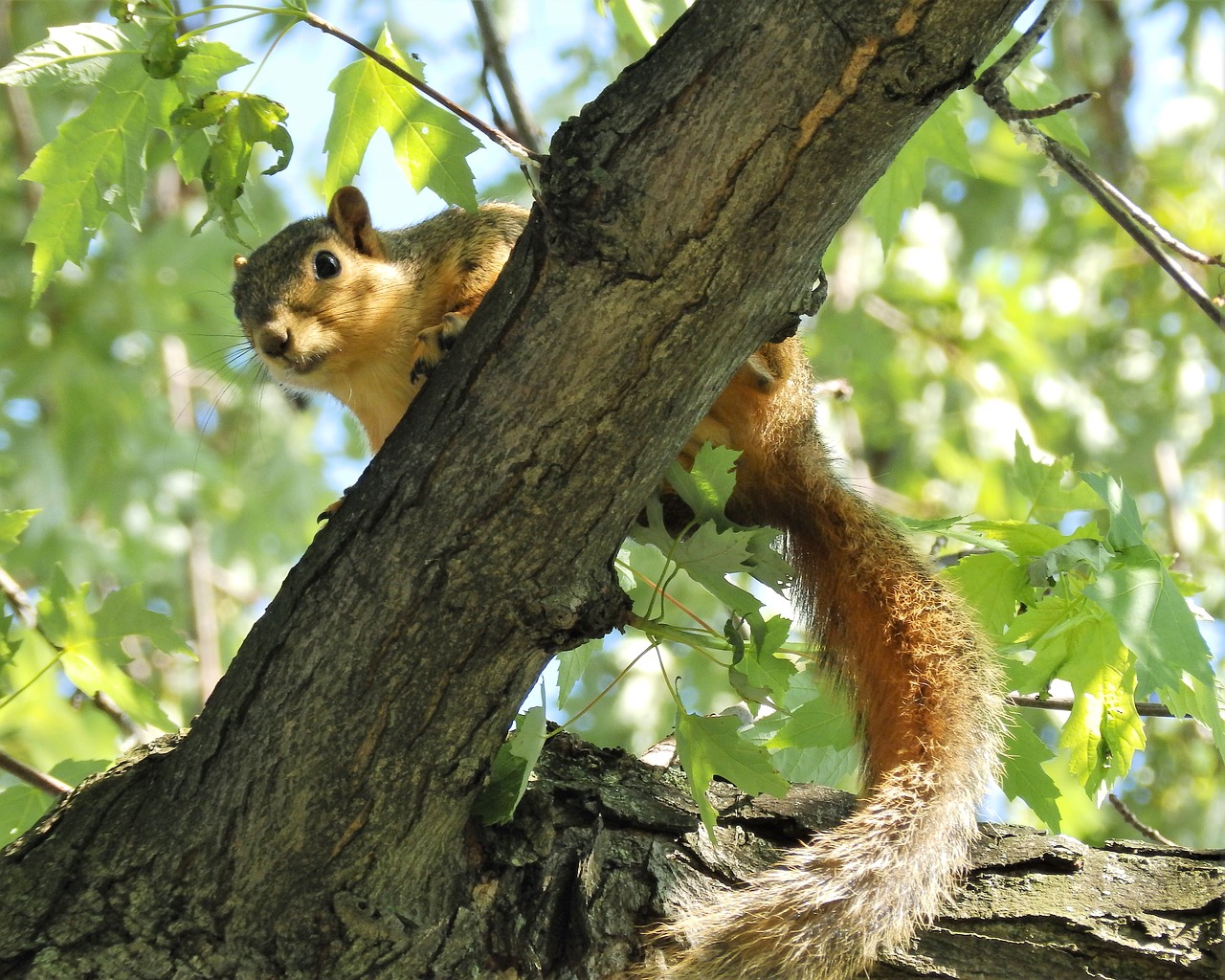 squirrel  up  tree free photo