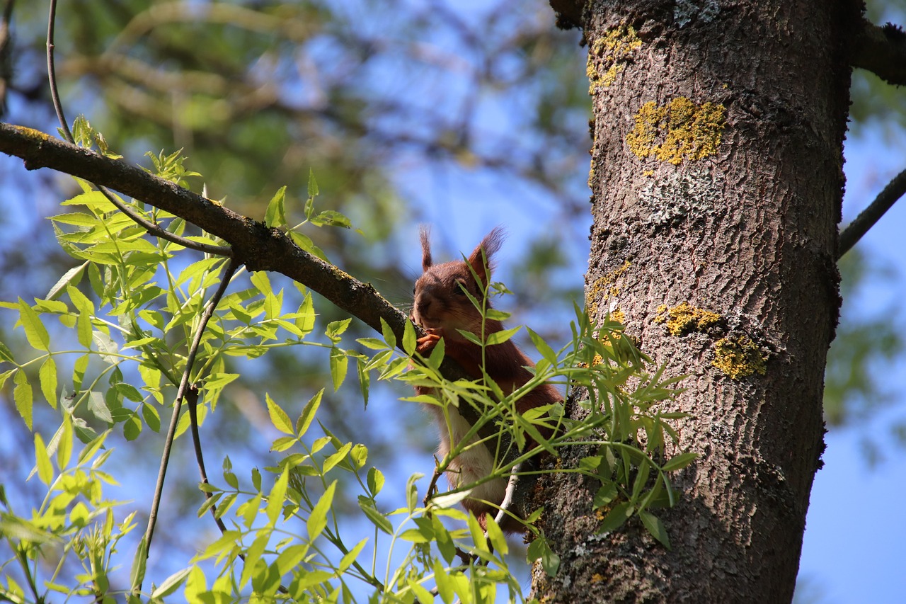 squirrel  animals  nature free photo