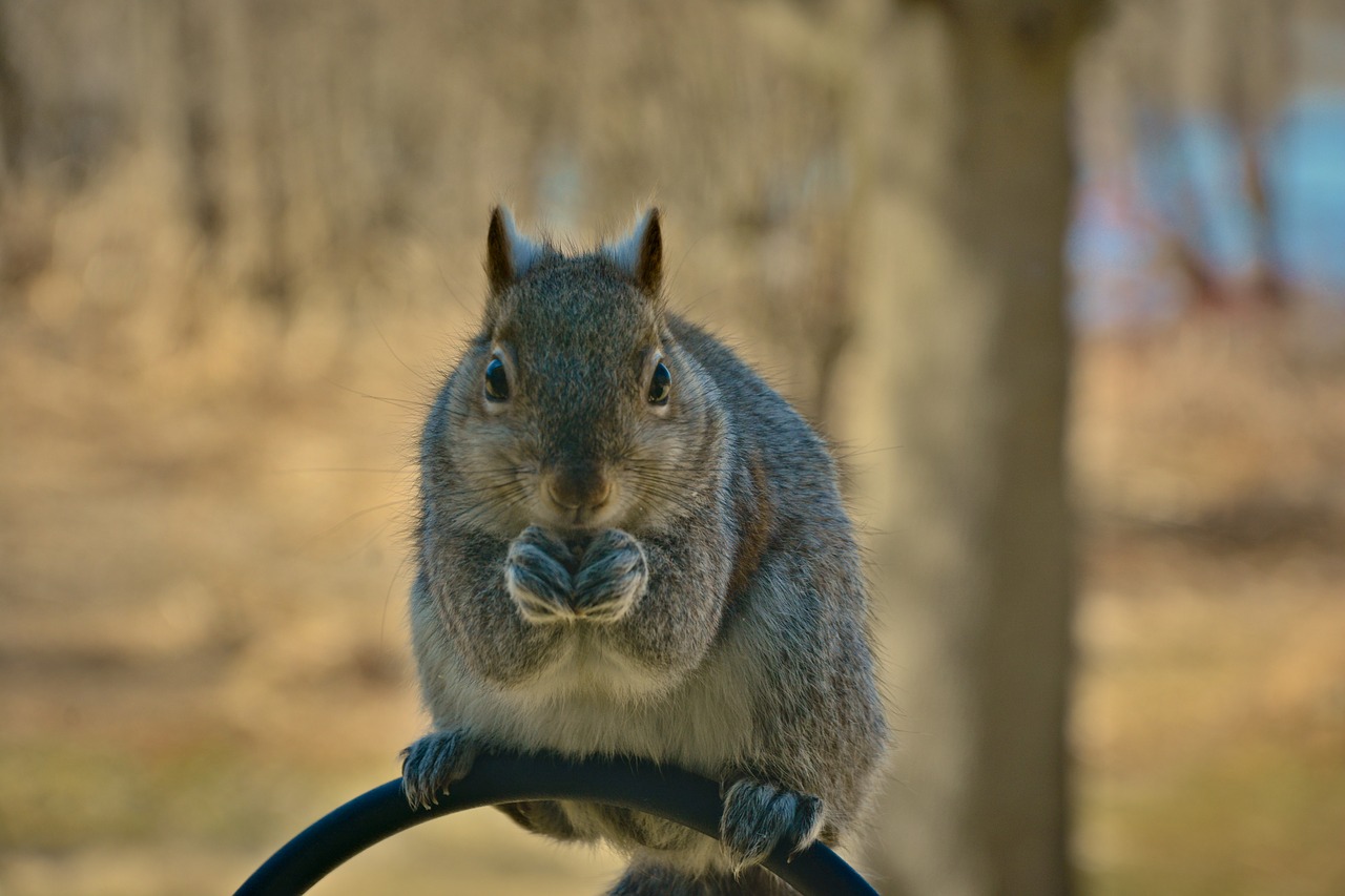 squirrel  young  furry free photo