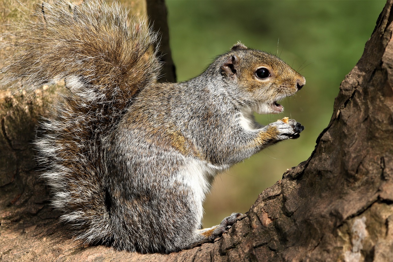 squirrel  feeding  nature free photo