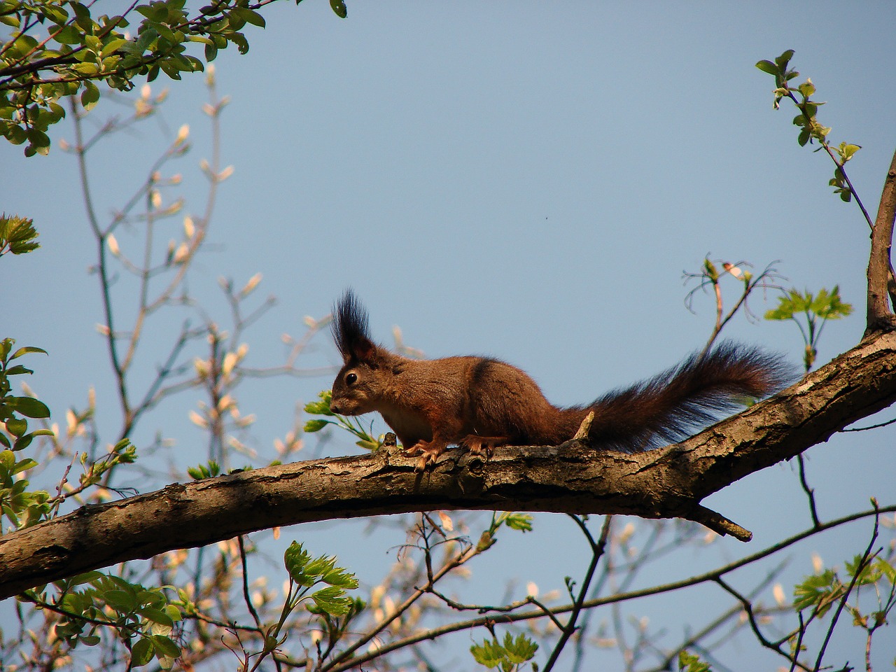 squirrel forest red free photo