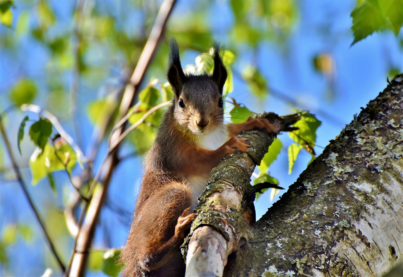 squirrel  verifiable kitten  rodent free photo