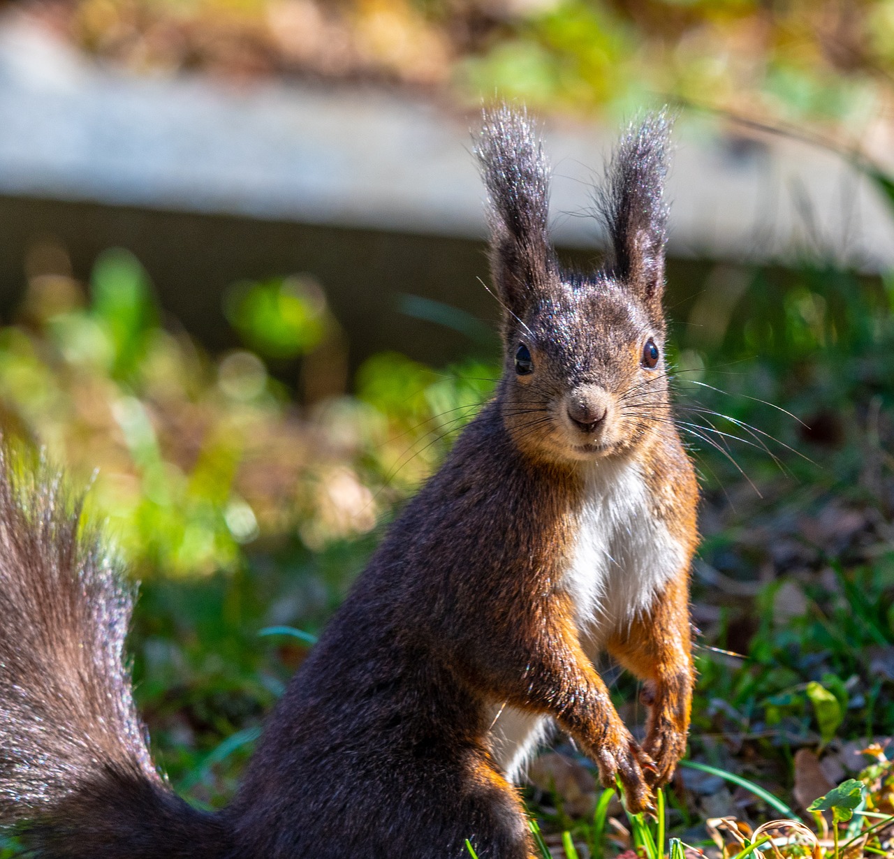 squirrel  animal  nature free photo