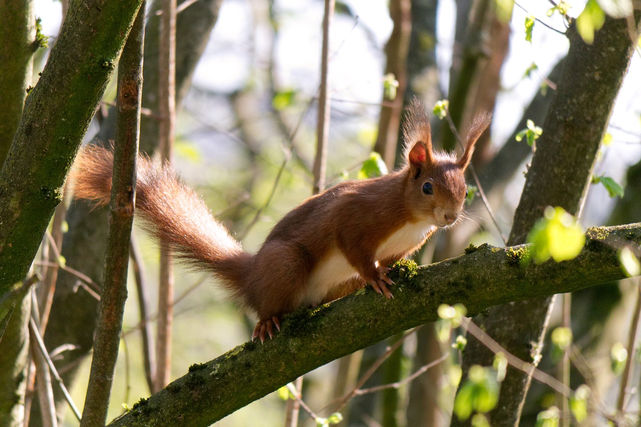 squirrel  animal  forest critters free photo