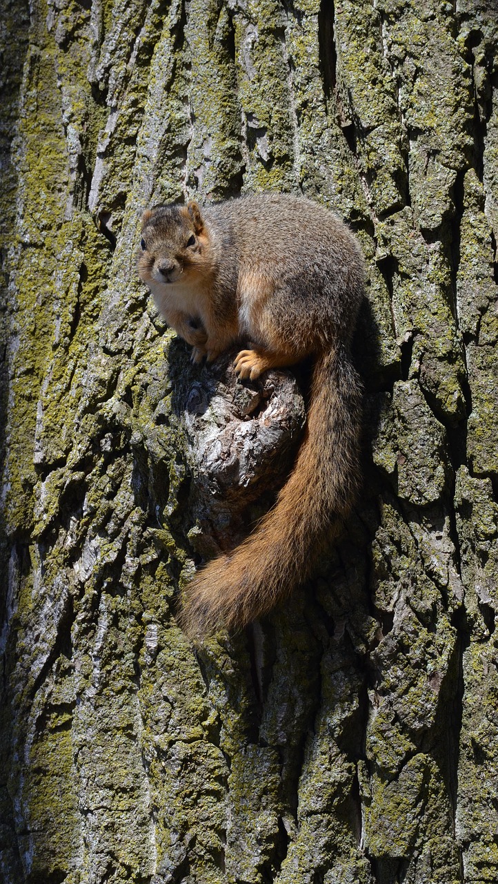 squirrel  rodent  cute free photo