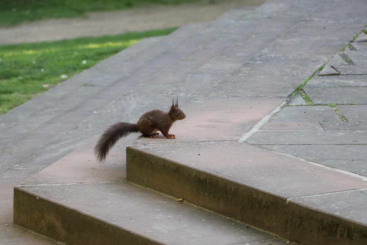 squirrel  nager  nature free photo