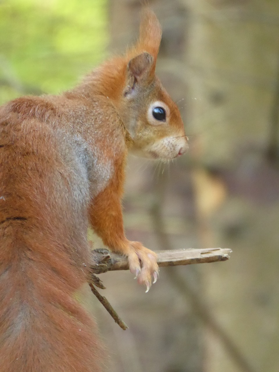 squirrel  tail  woods free photo