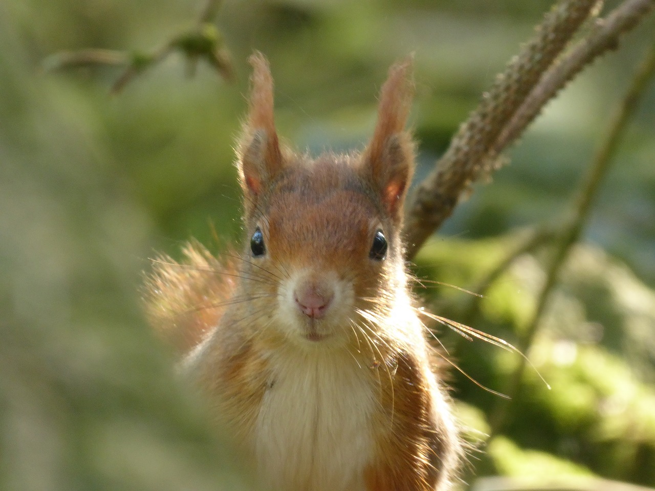 squirrel  red squirrel  face free photo