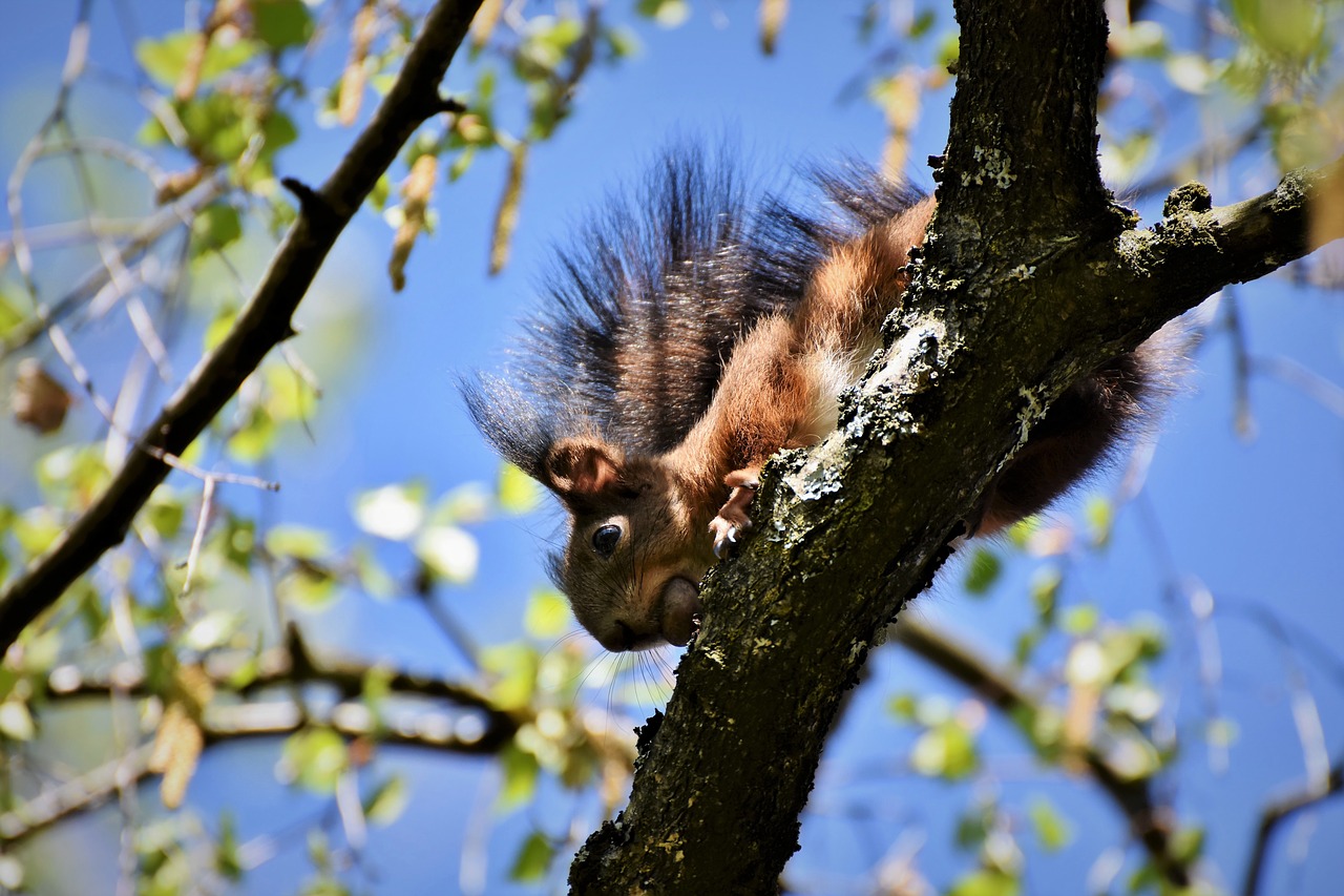 squirrel  verifiable kitten  rodent free photo