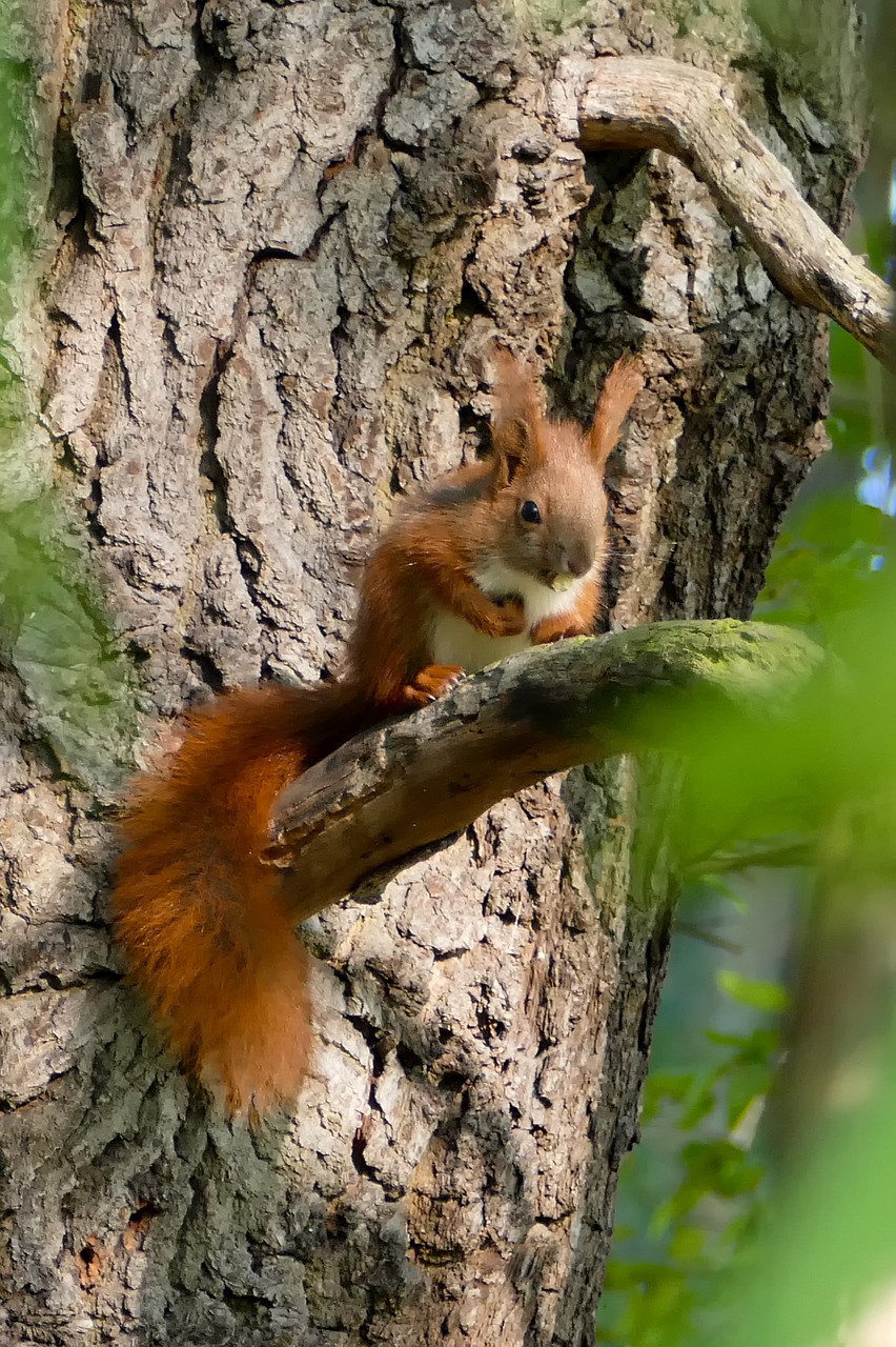 squirrel  forest  nature free photo