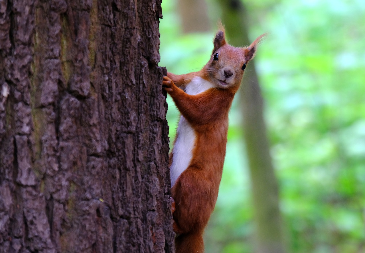 squirrel  mammal  rodent free photo