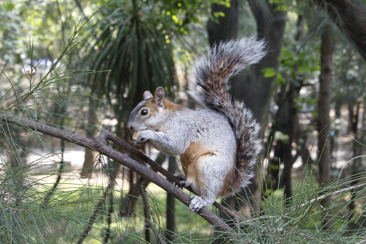 squirrel  animals  nature free photo