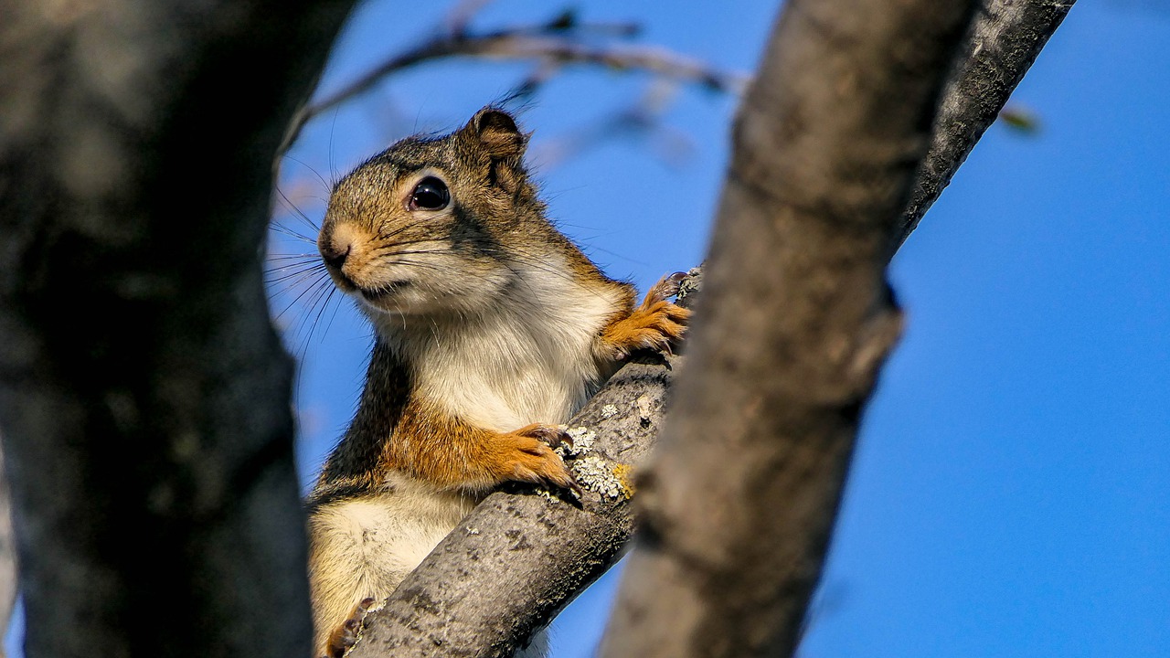 squirrel  rodent  animal free photo