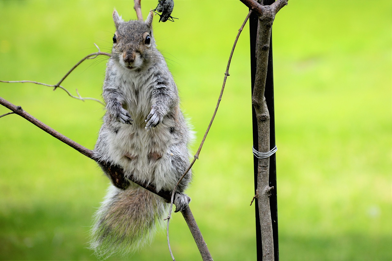 squirrel  young  female free photo