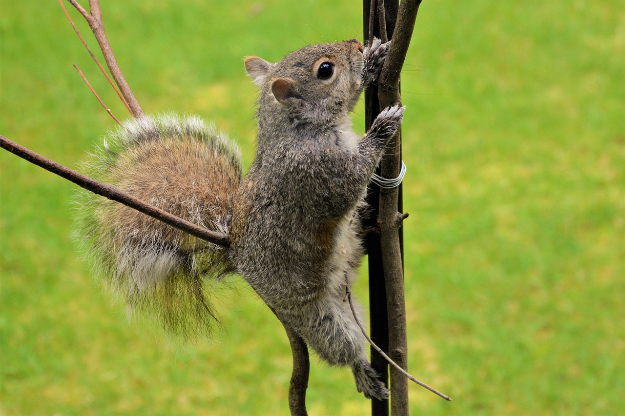 squirrel  young  climbing free photo