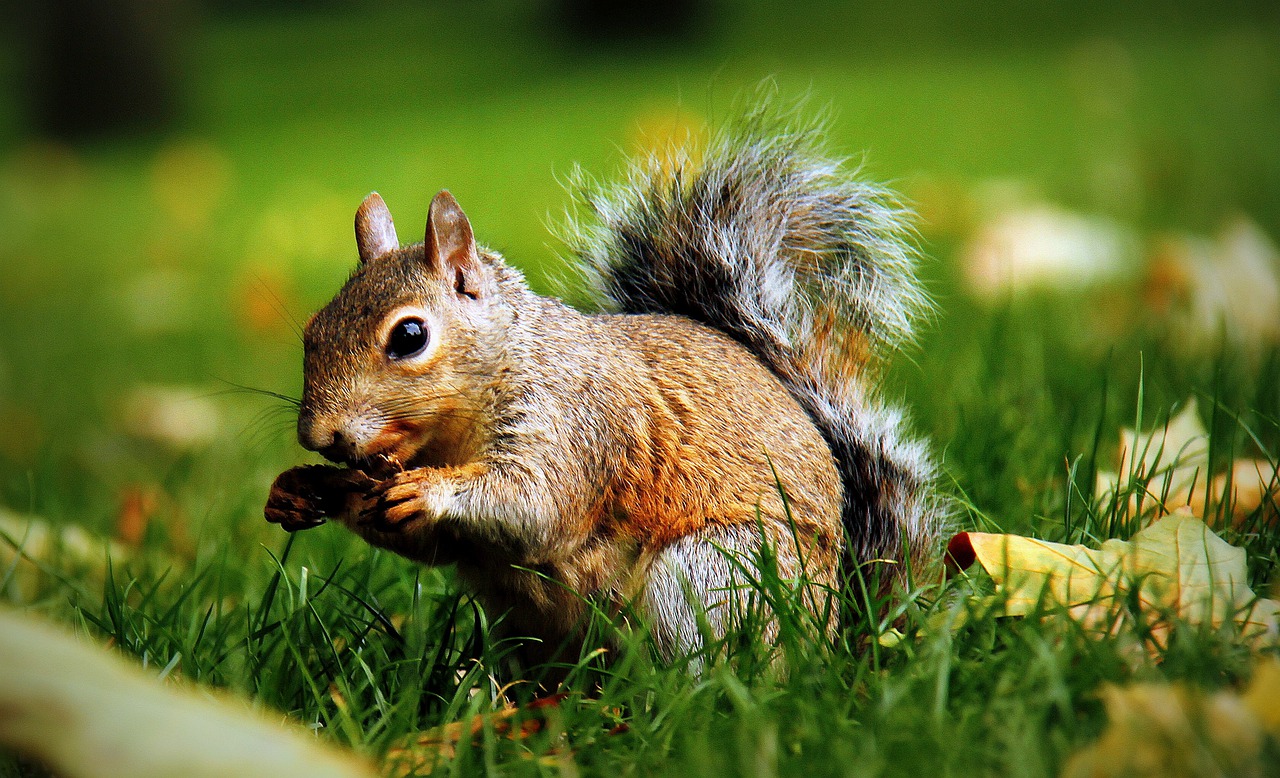 squirrel  animal  rodent free photo