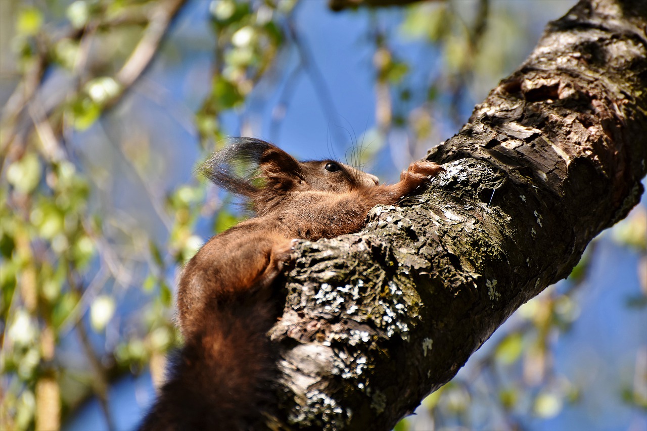 squirrel  verifiable kitten  rodent free photo