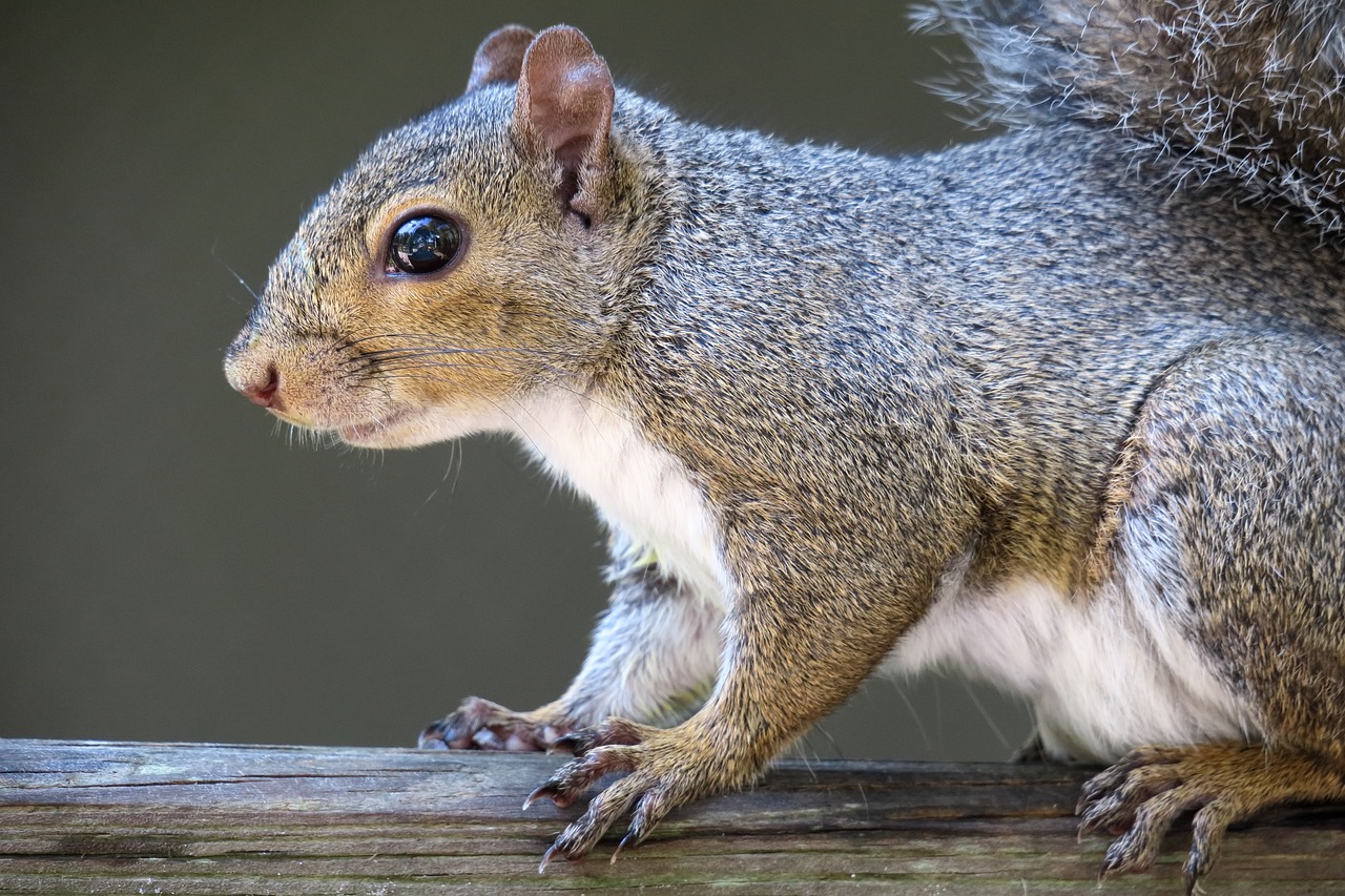 squirrel  head  rodent free photo