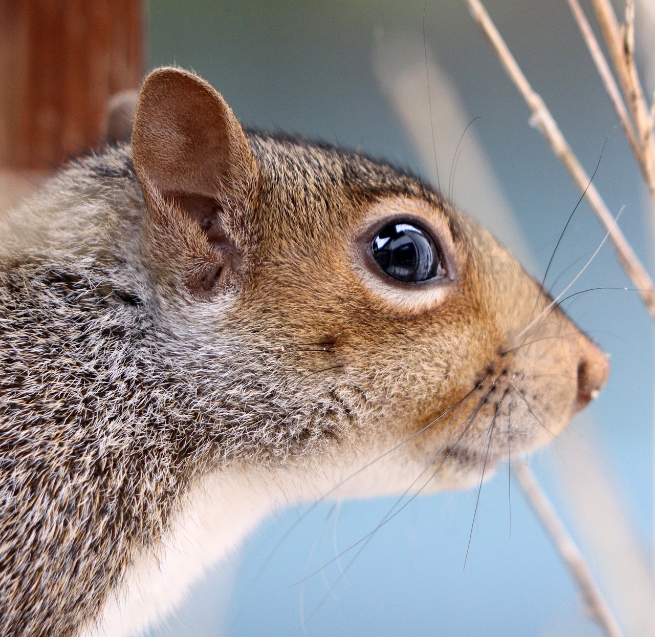 squirrel  grey squirrel  rodent free photo