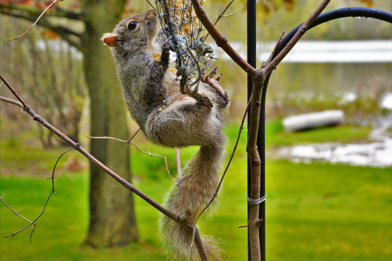 squirrel  female  belly view free photo