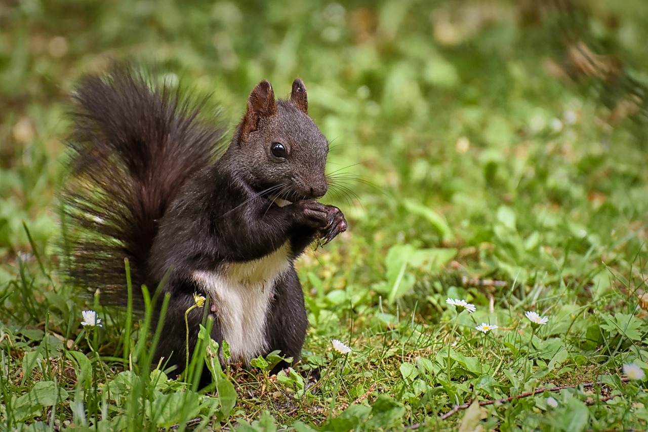squirrel  nager  cute free photo