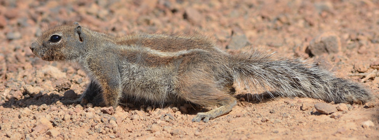 squirrel ground squirrel animal free photo