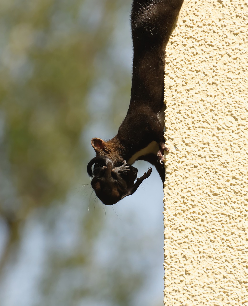 squirrel  mama  baby free photo