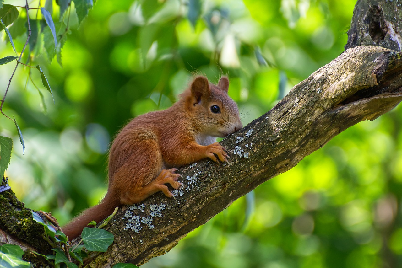 squirrel  young  young animal free photo