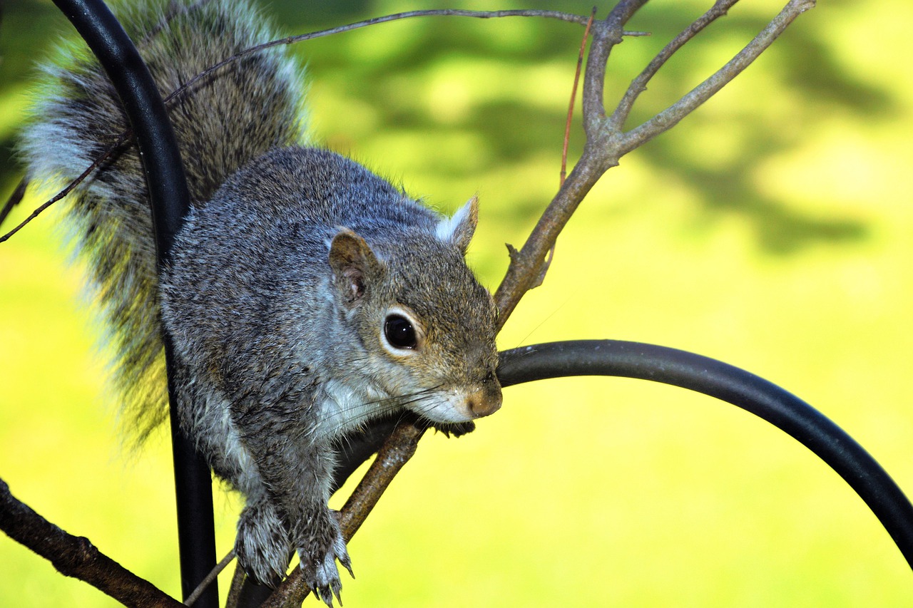 squirrel  young  perched free photo