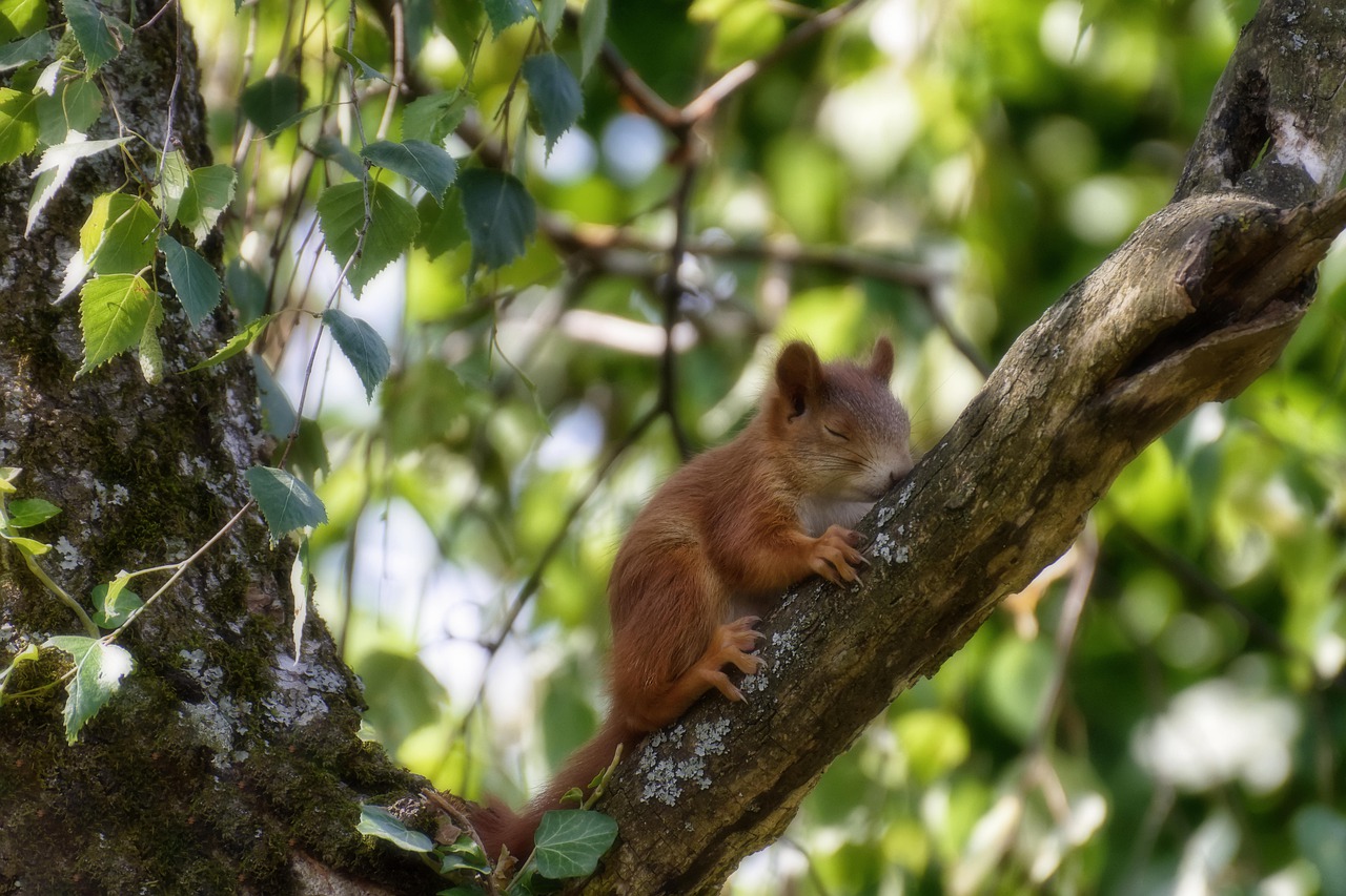 squirrel  young  young animal free photo