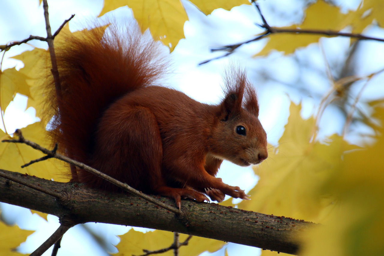 squirrel  ears  leaves free photo