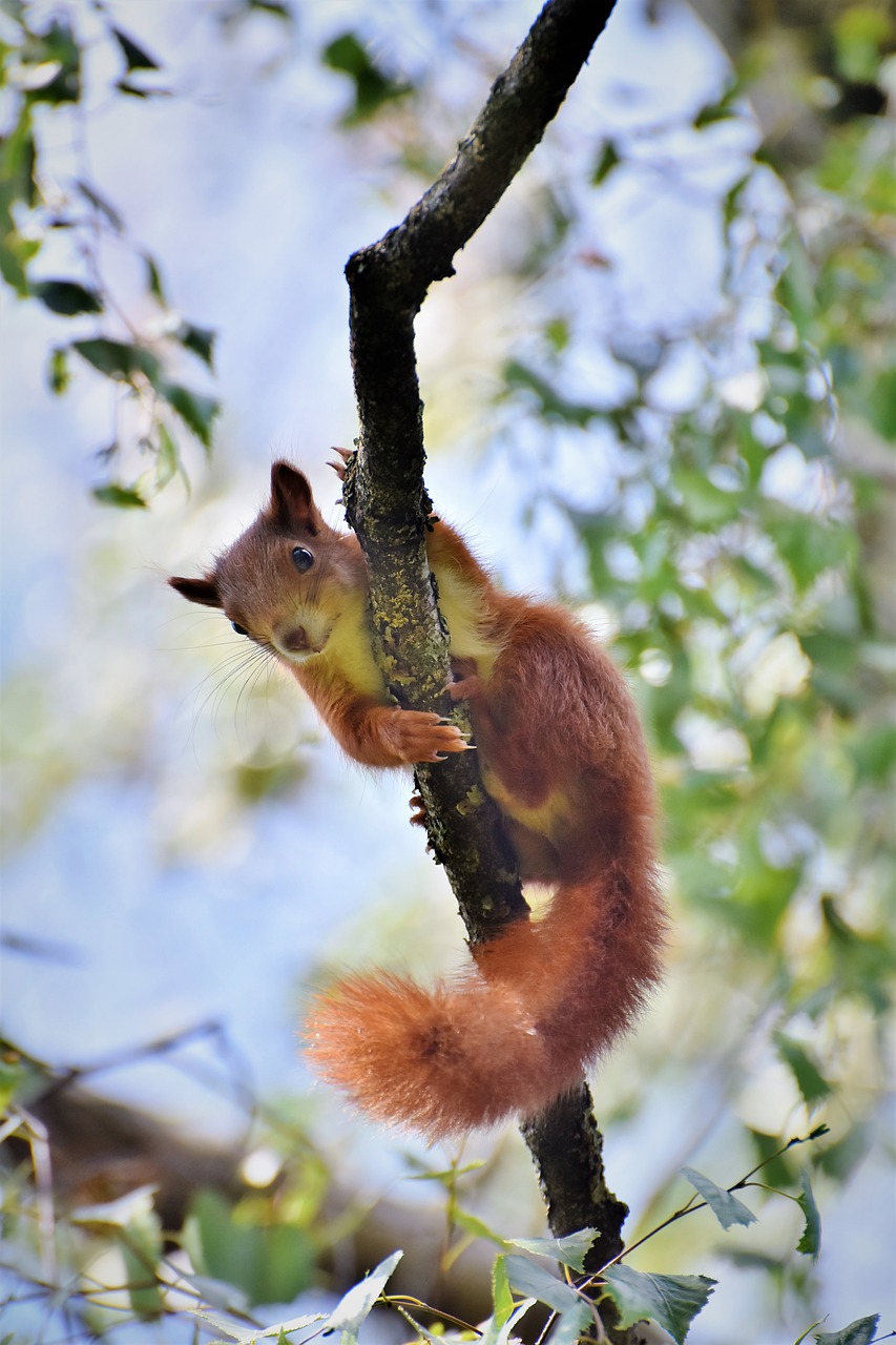 squirrel  verifiable kitten  rodent free photo