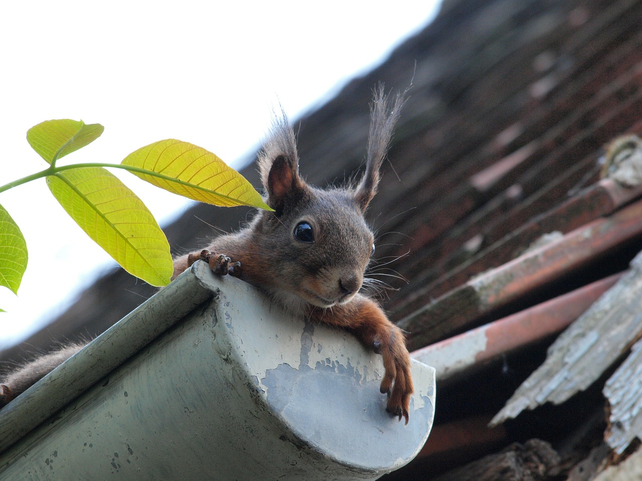 squirrel curious gutter free photo