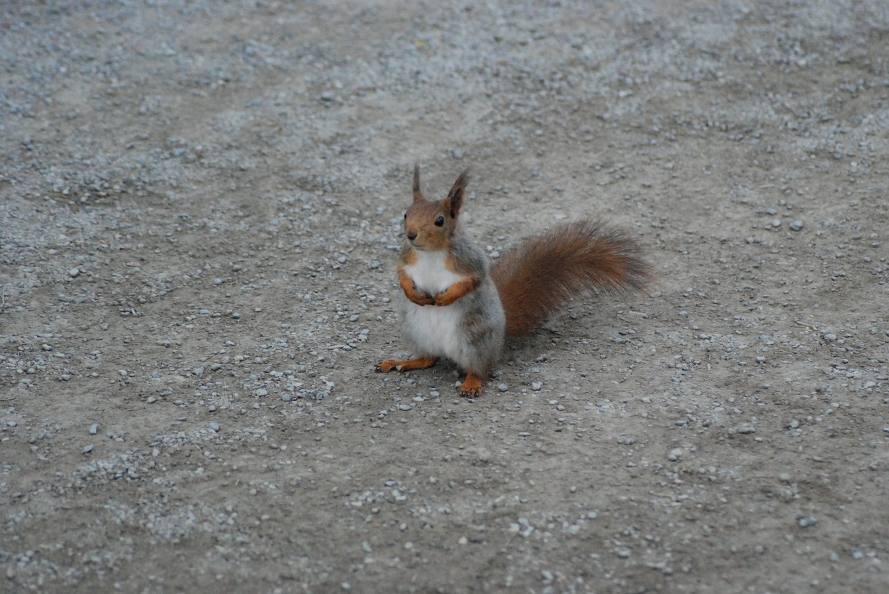 squirrel sitting rodent free photo